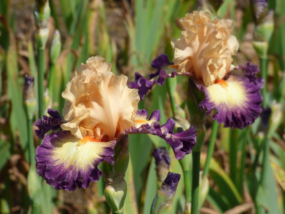 Buy Iris & Daylilies | Iris & Daylily Varieties Joe Ghio Buy Iris & Daylilies | Iris & Daylily Varieties Joe Ghio