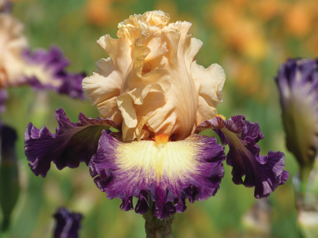 Celebratory | Tall Bearded Iris – Schreiner's Gardens