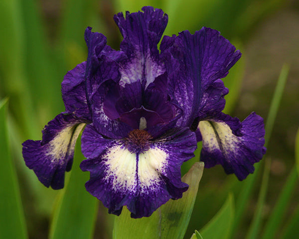 Celilo | Dwarf Bearded Iris – Schreiner's Gardens