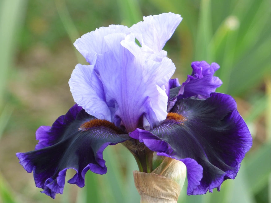 Cent'anni | Tall Bearded Iris – Schreiner's Gardens