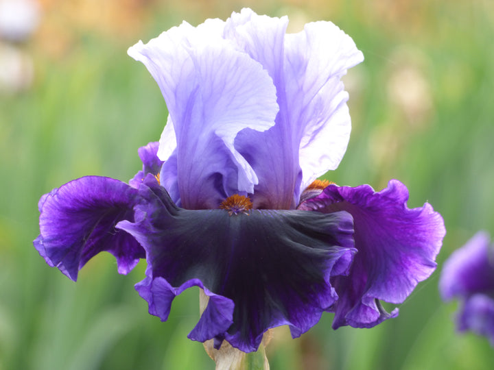 Cent'anni | Tall Bearded Iris – Schreiner's Gardens