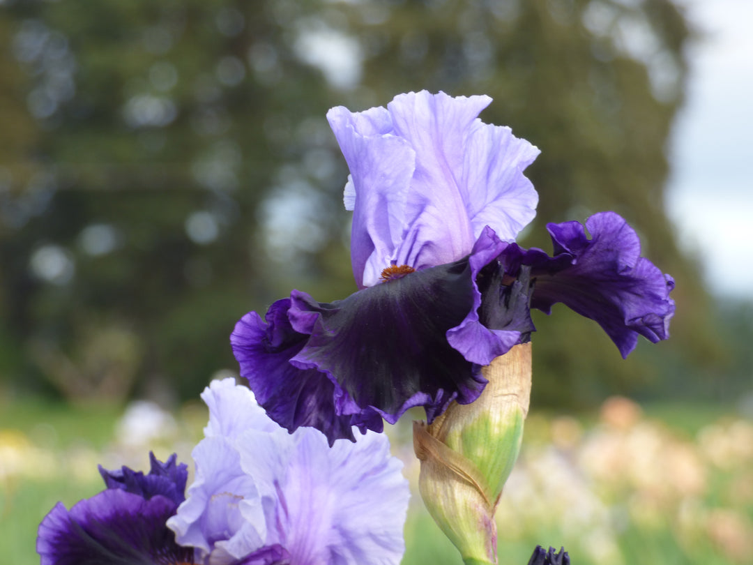 Cent'anni | Tall Bearded Iris – Schreiner's Gardens