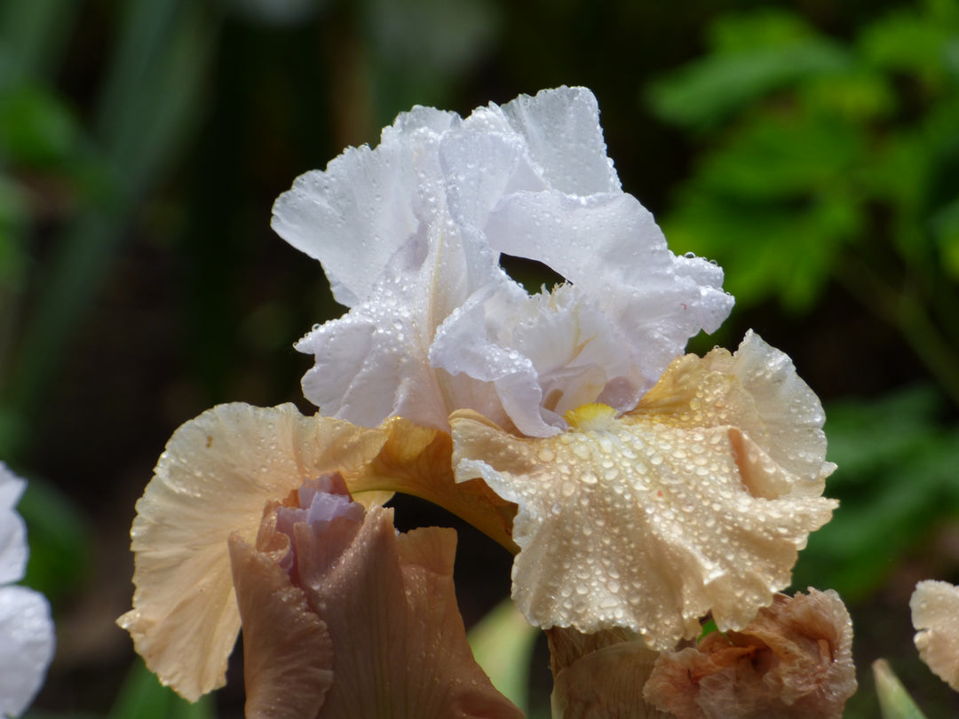Champagne Elegance | Tall Bearded Iris – Schreiner's Gardens