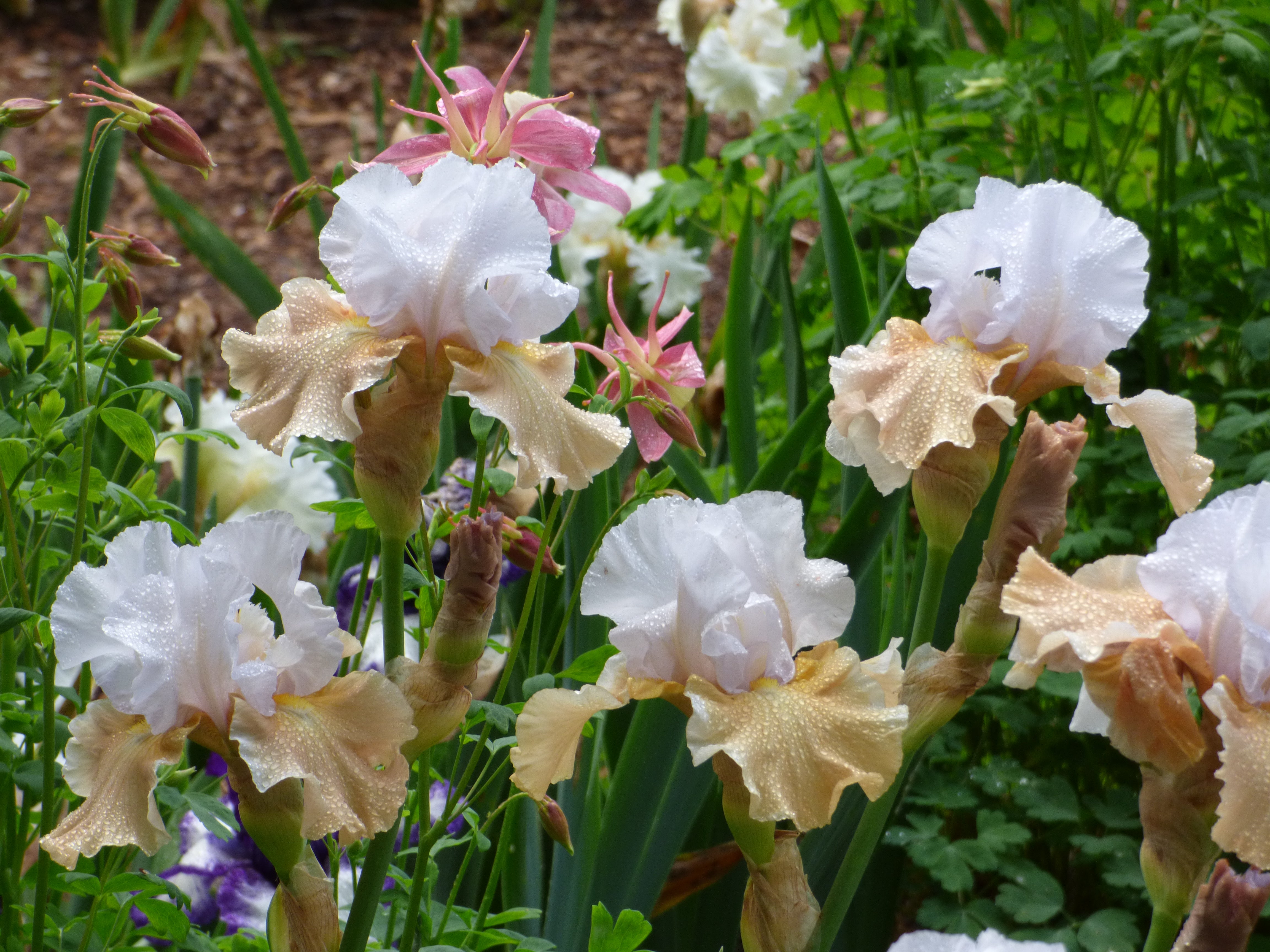 Champagne Elegance | Tall Bearded Iris – Schreiner's Gardens
