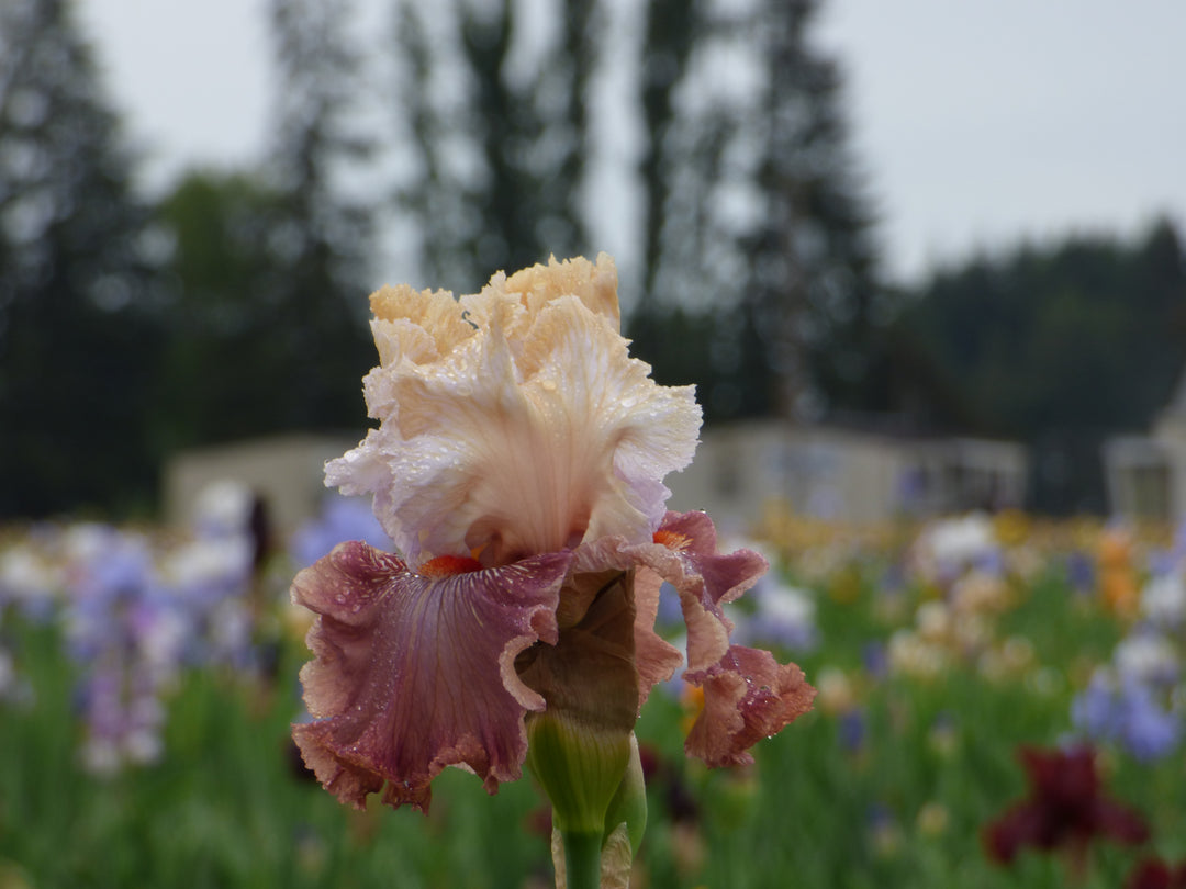 Champagne and Strawberries | Tall Bearded Iris – Schreiner's Gardens
