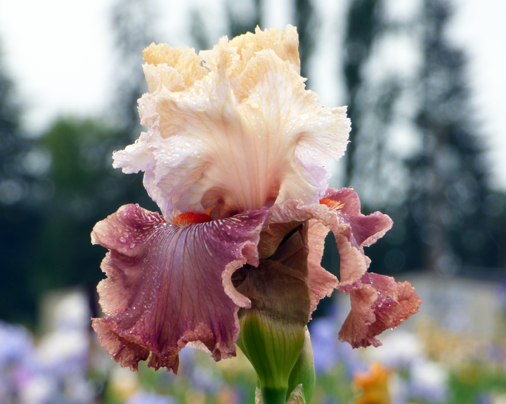 Champagne and Strawberries | Tall Bearded Iris – Schreiner's Gardens