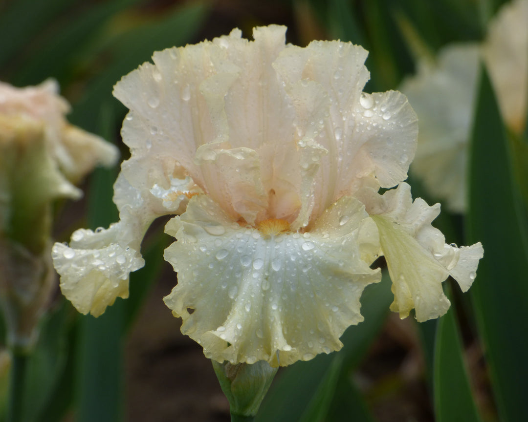 Charismatic – Schreiner's Gardens