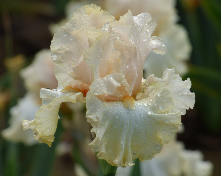 Charismatic – Schreiner's Gardens