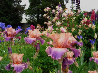 Chasing Rainbows | Tall Bearded Iris – Schreiner's Gardens