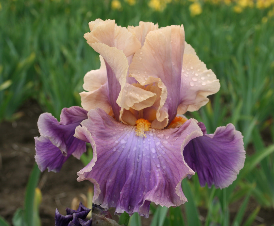 Chasing Rainbows | Tall Bearded Iris – Schreiner's Gardens