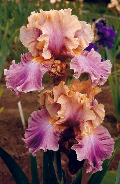 その他 FLAEW Chasing Rainbow Chasing Rainbows | Tall Bearded Iris – Schreiner's Gardens