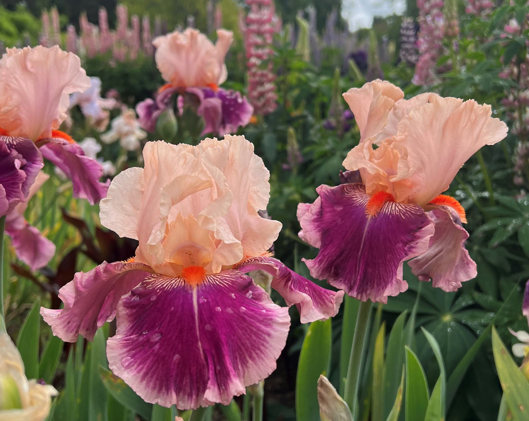 Cherry Blossom Song | Tall Bearded Iris – Schreiner's Gardens