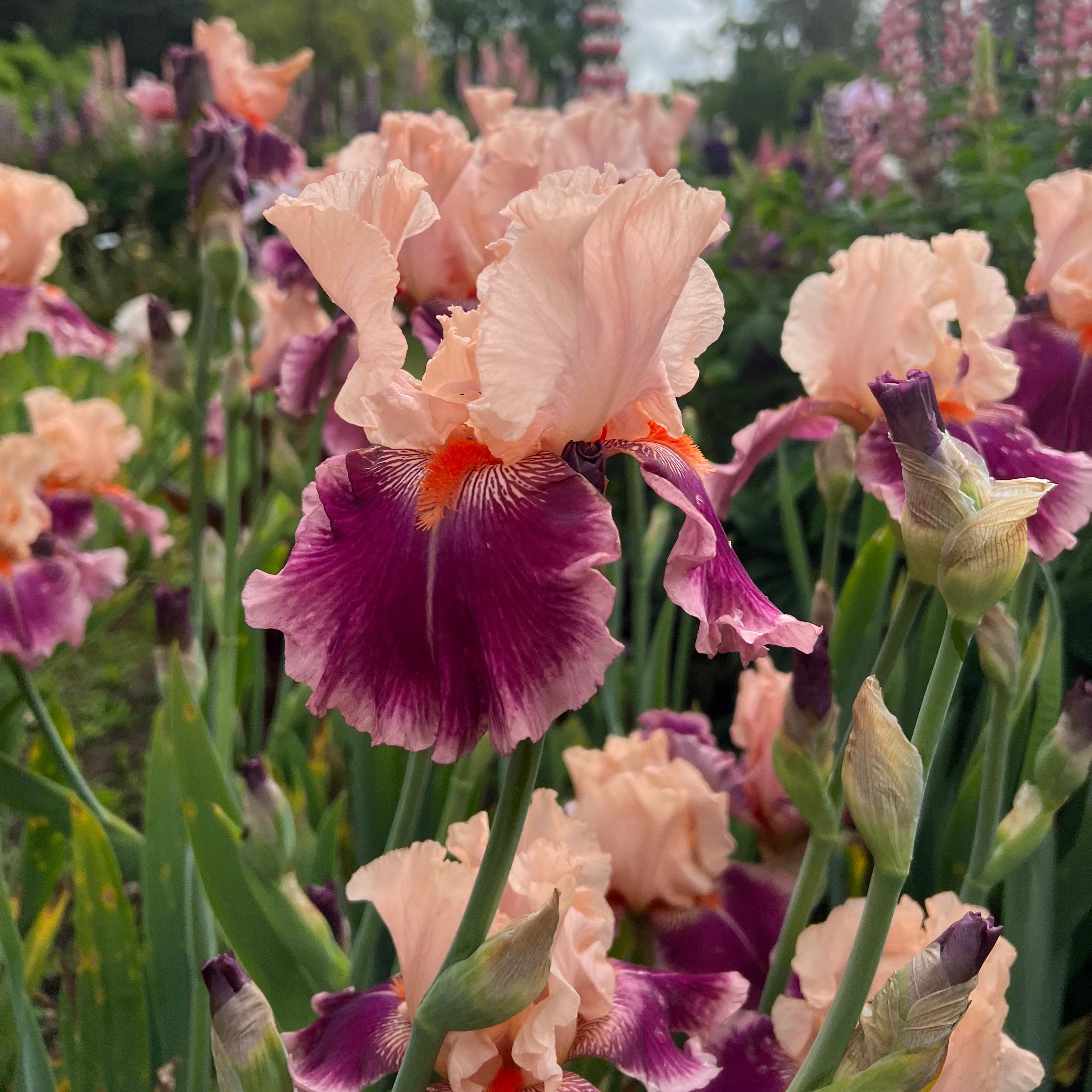 Cherry Blossom Song | Tall Bearded Iris – Schreiner's Gardens