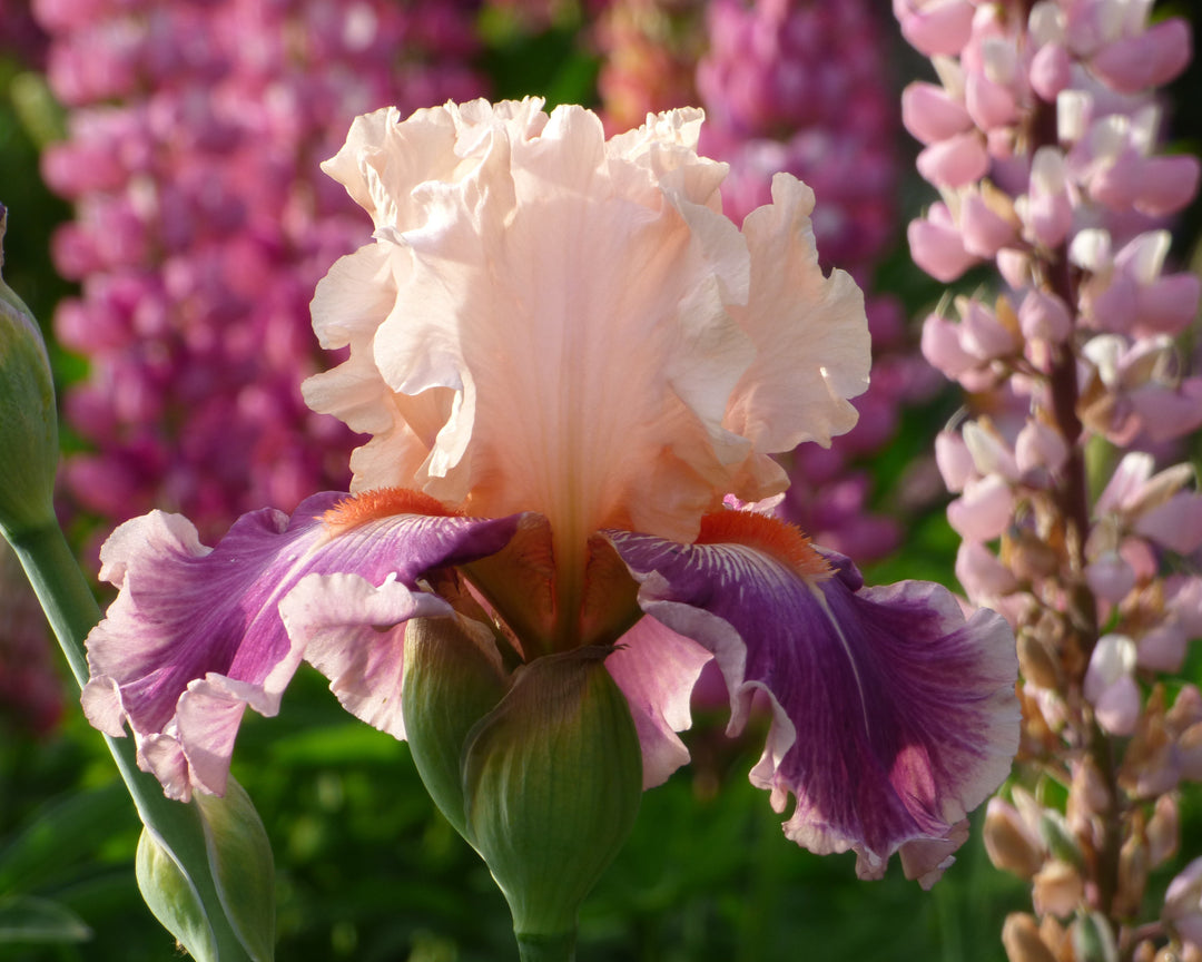 Cherry Blossom Song | Tall Bearded Iris – Schreiner's Gardens