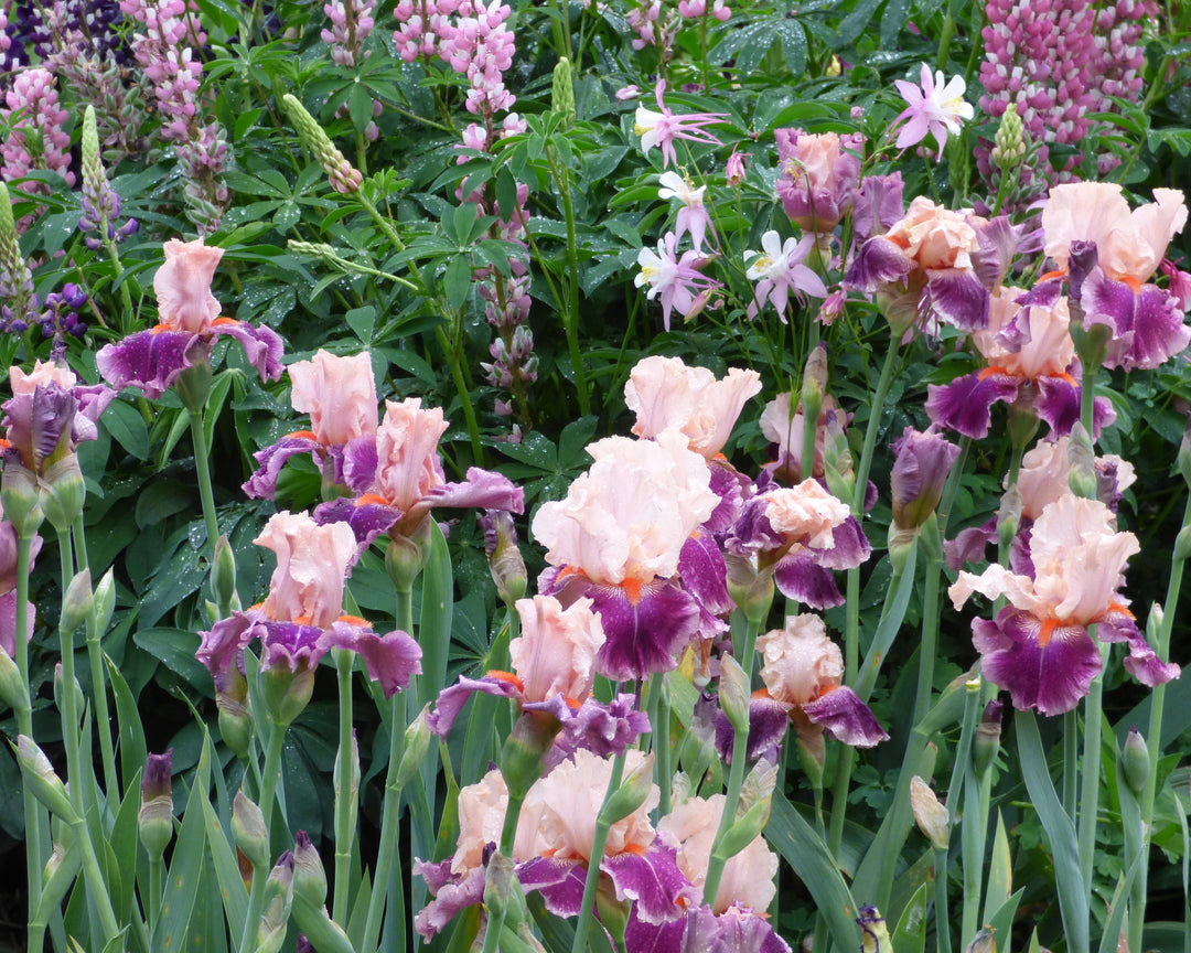 Cherry Blossom Song | Tall Bearded Iris – Schreiner's Gardens