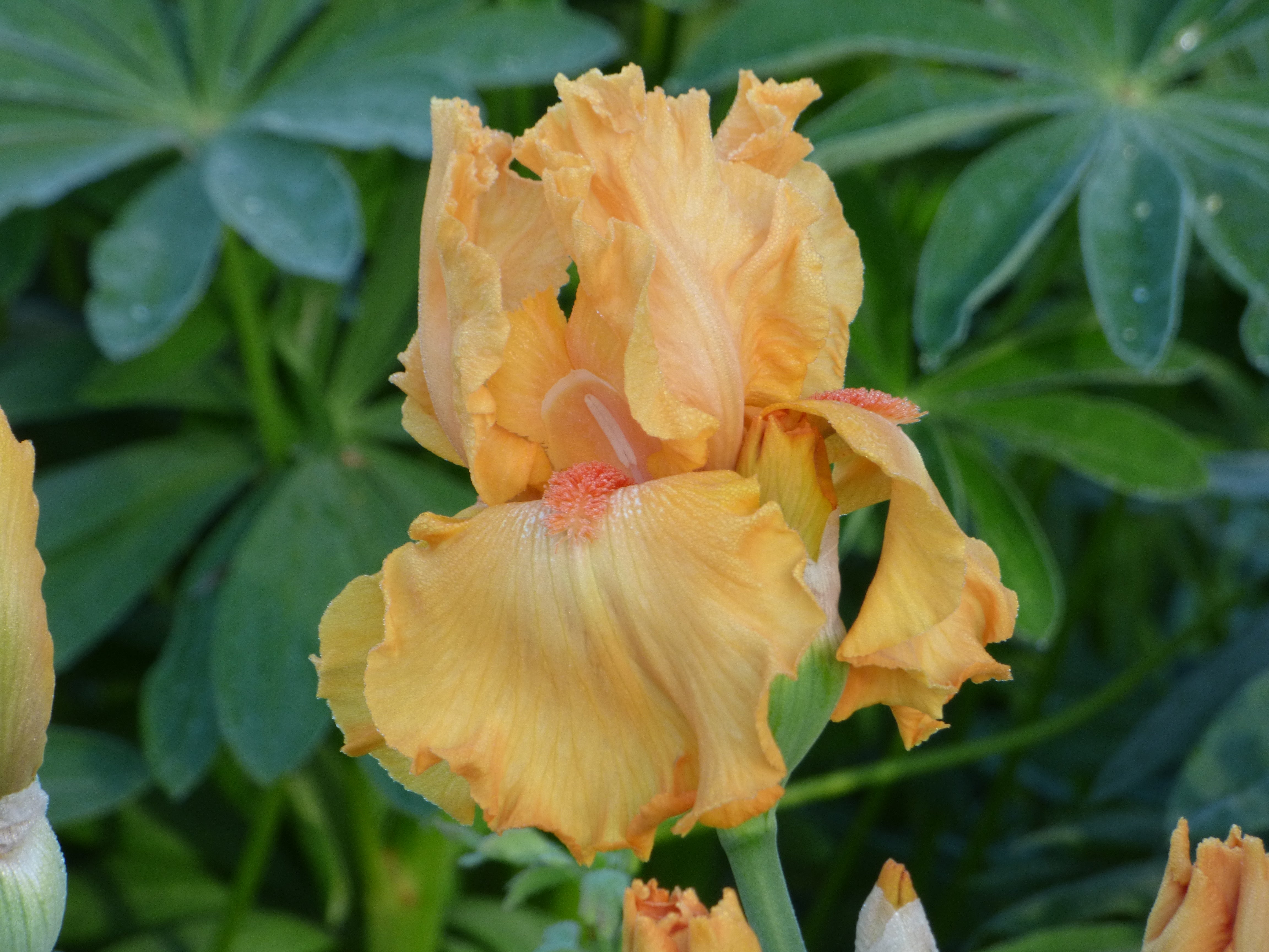 China Moon | Tall Bearded Iris – Schreiner's Gardens