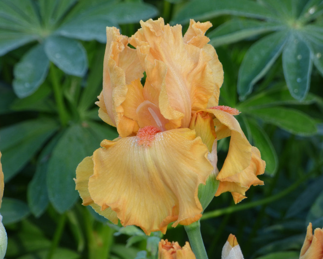 China Moon | Tall Bearded Iris – Schreiner's Gardens