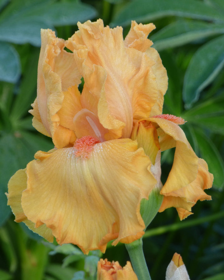 China Moon | Tall Bearded Iris – Schreiner's Gardens
