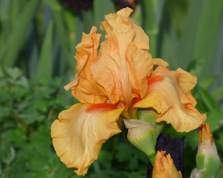 China Moon | Tall Bearded Iris – Schreiner's Gardens