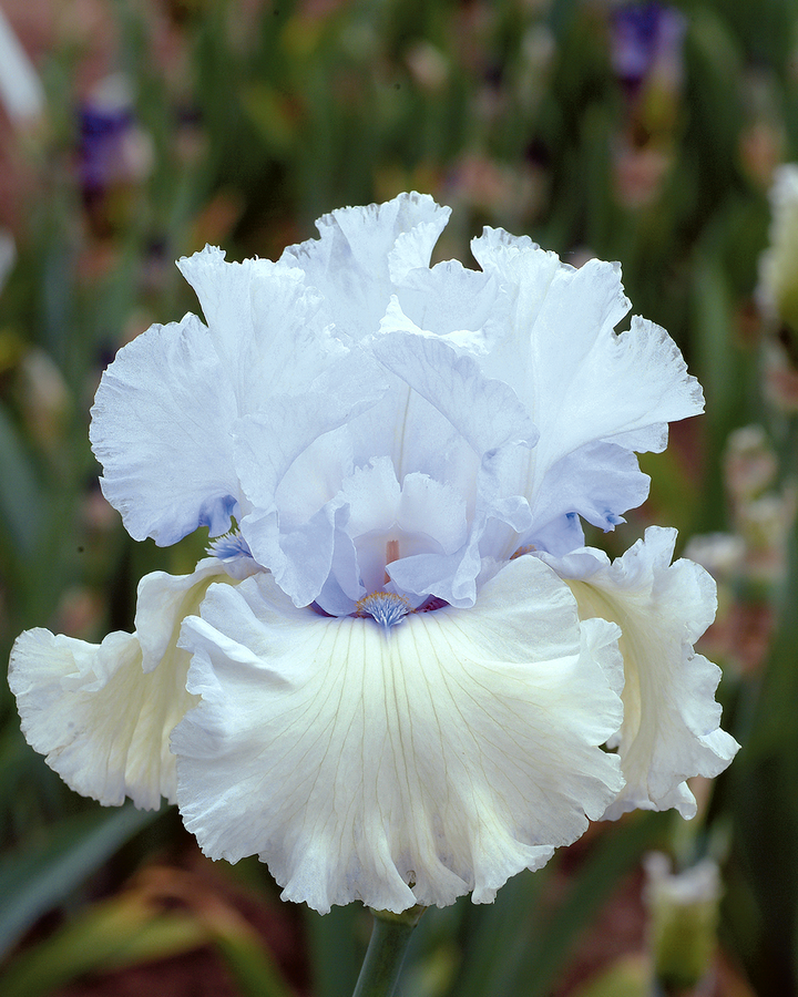 Chinook Winds | Tall Bearded Iris – Schreiner's Gardens