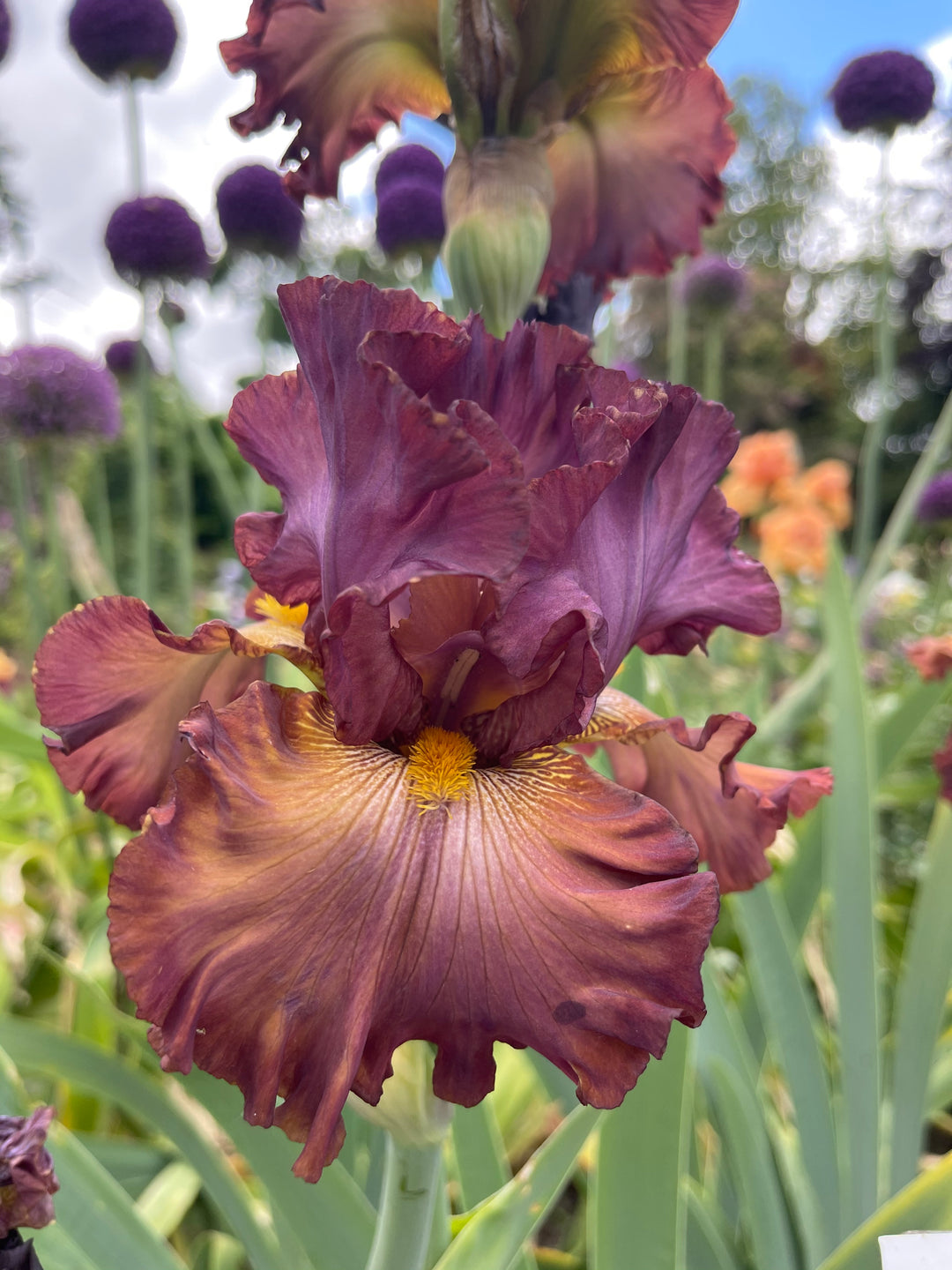 Cinque Terre | Tall Bearded Iris – Schreiner's Gardens