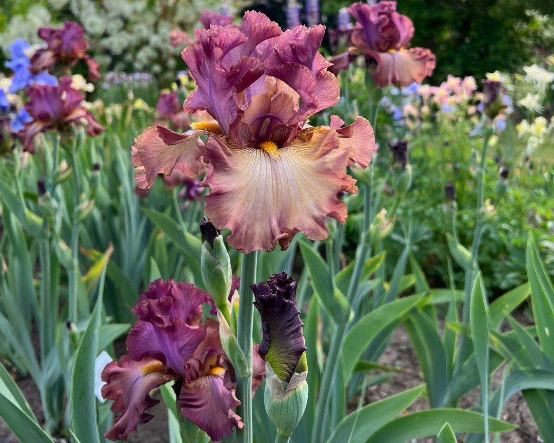 Cinque Terre | Tall Bearded Iris – Schreiner's Gardens