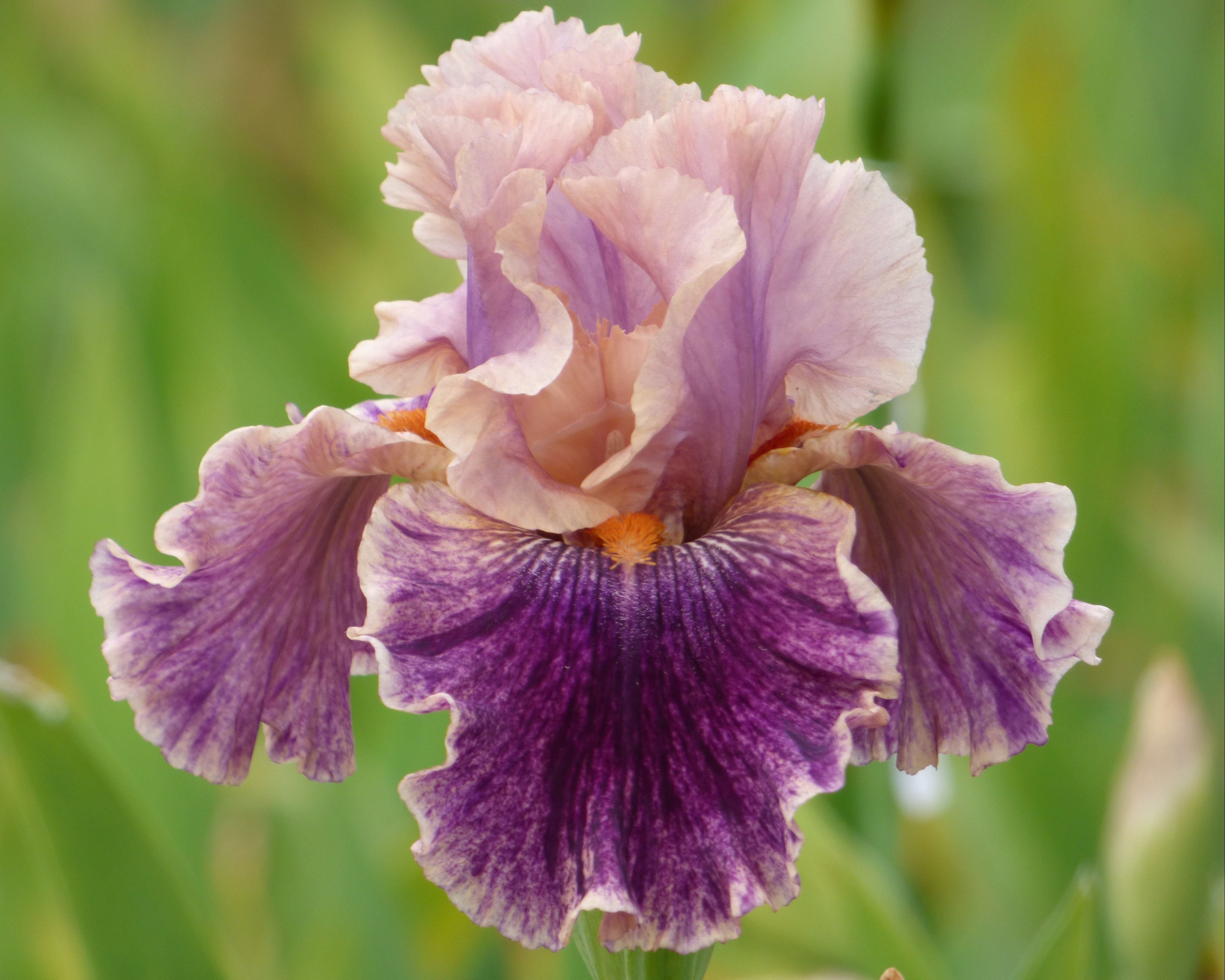 Claim To Fame | Tall Bearded Iris – Schreiner's Gardens