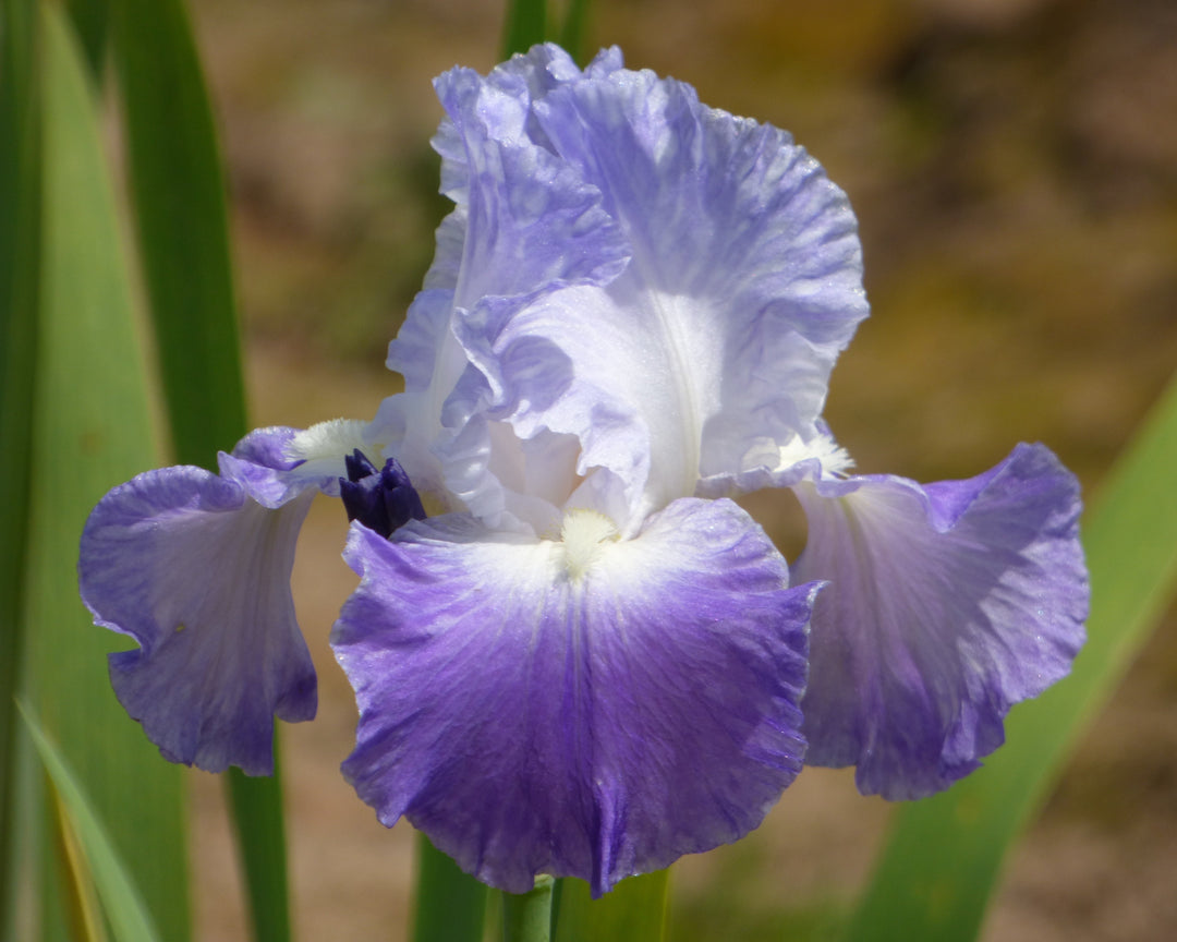 Clarence | Tall Bearded Iris – Schreiner's Gardens