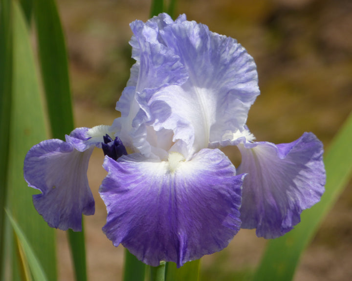 Clarence | Tall Bearded Iris – Schreiner's Gardens
