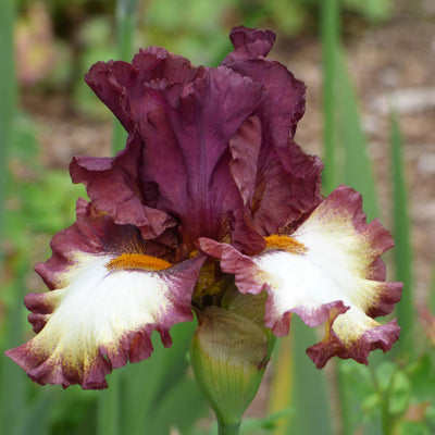Red Iris Bouqet