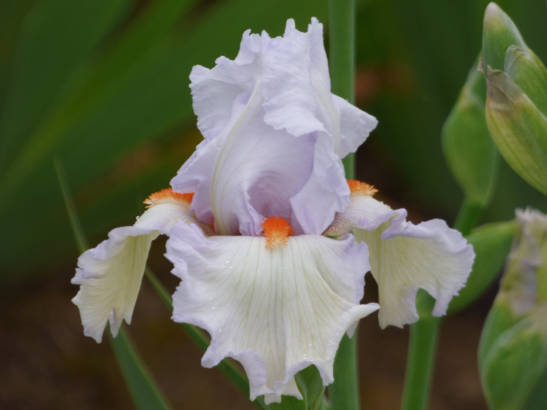 Classic Cool | Tall Bearded Iris – Schreiner's Gardens