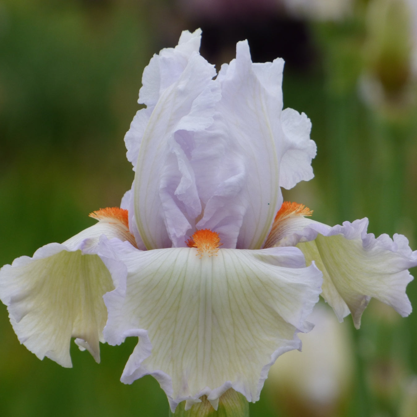 Mixed Pastel Iris Bouquet