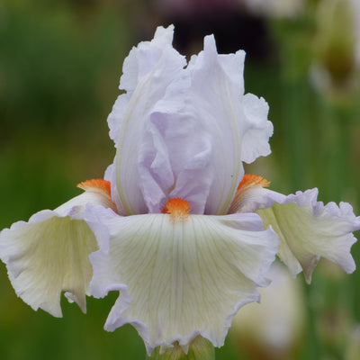Mixed Pastel Iris Bouquet