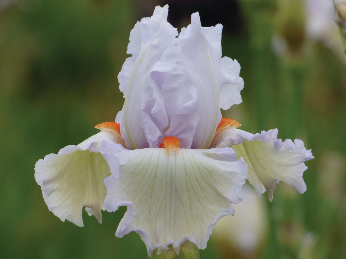 Classic Cool | Tall Bearded Iris – Schreiner's Gardens
