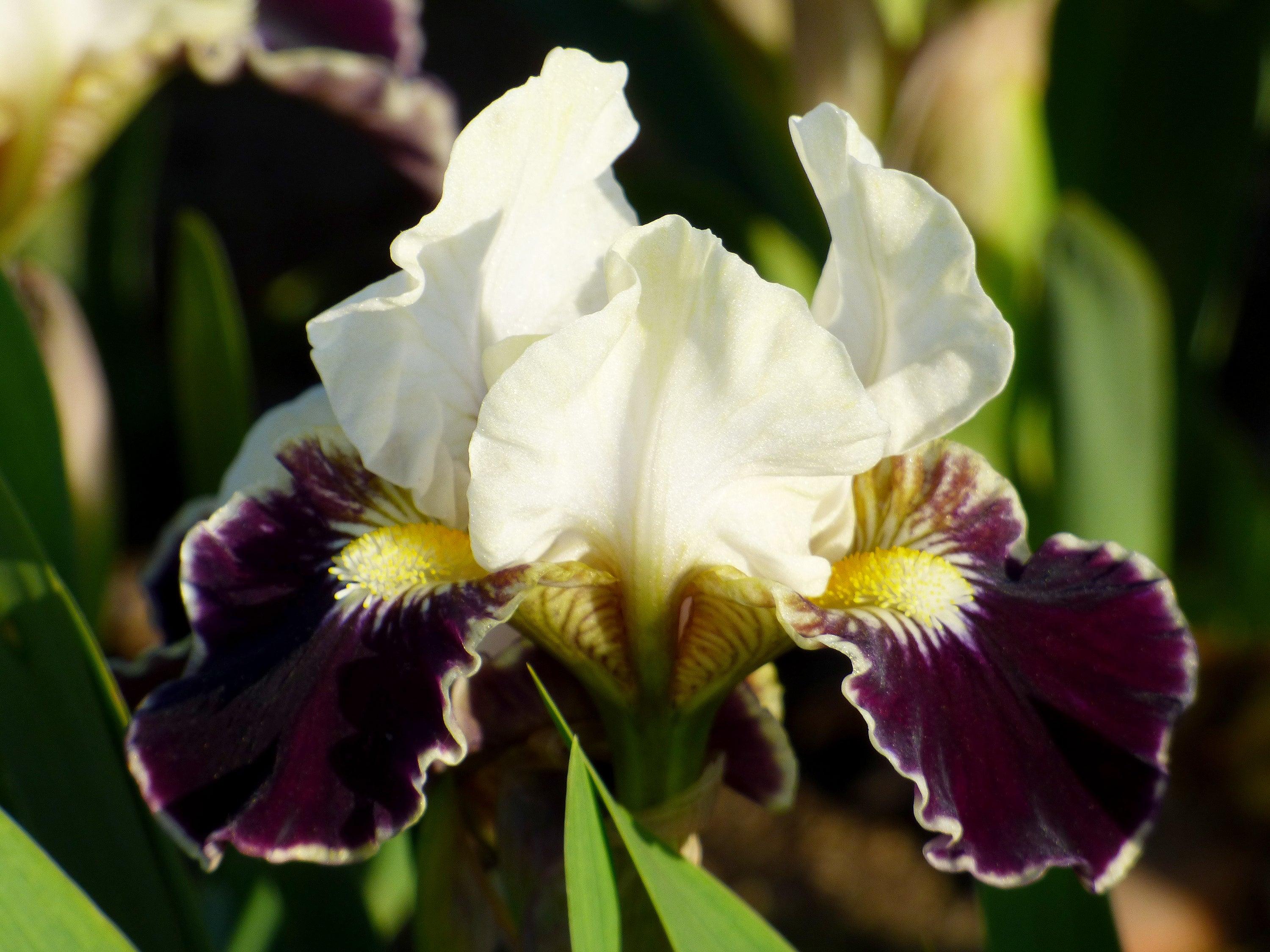 【coco-iris】 All Iris A-Z – Iris Catalog