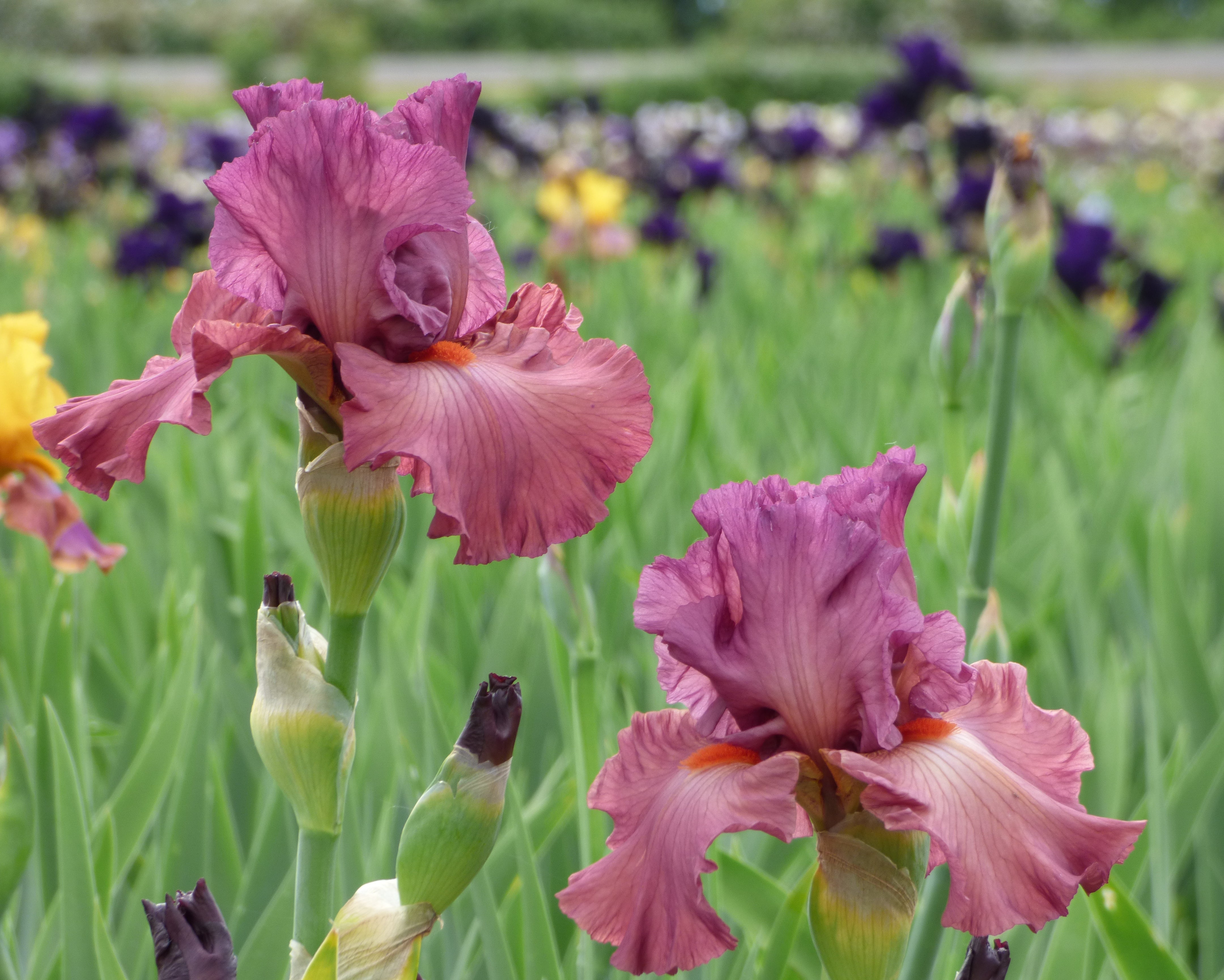 Code Red – Schreiner's Gardens