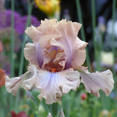 Brown Iris Bouquet