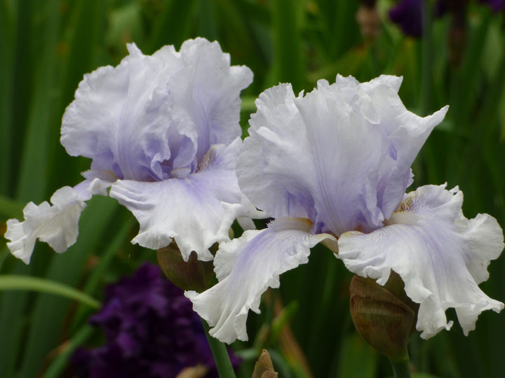 白石　agf オトメイト Cold As Ice | Tall Bearded Iris – Schreiner's Gardens