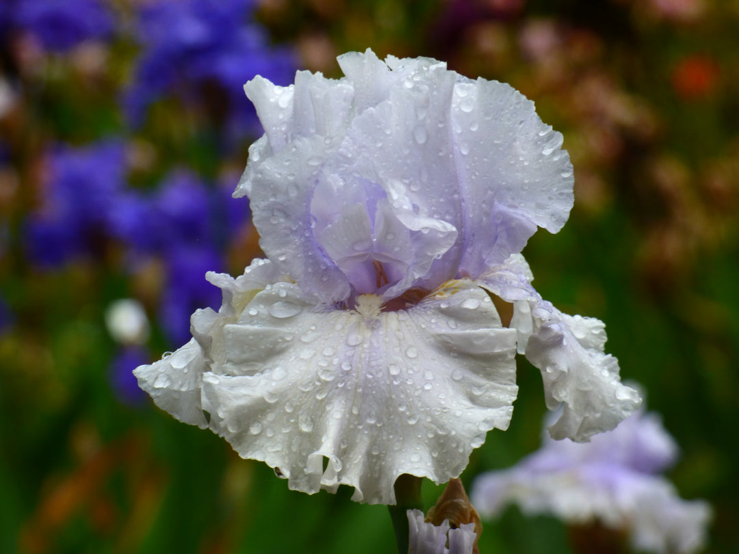 白石　agf オトメイト Cold As Ice | Tall Bearded Iris – Schreiner's Gardens