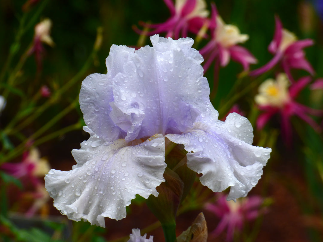 Cold As Ice | Tall Bearded Iris – Schreiner's Gardens
