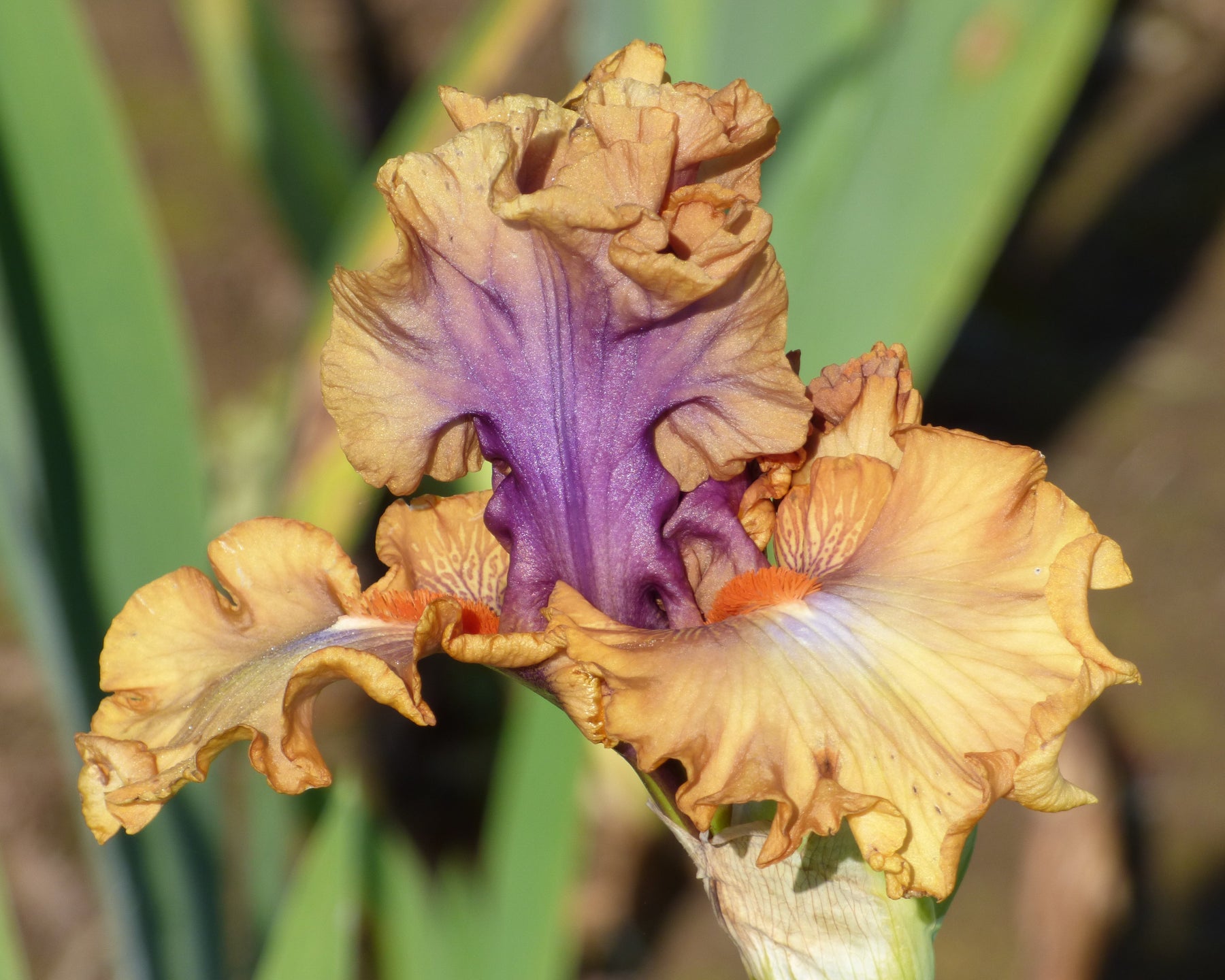Color Capers Color Capers | Tall Bearded Iris – Schreiner's Gardens