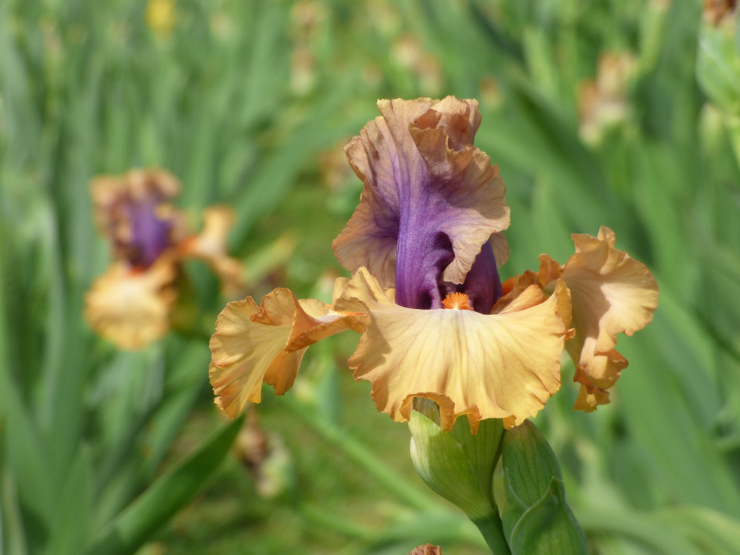 ColorCapers_2_1080x.jpg?v=