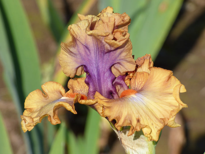 Color Capers | Tall Bearded Iris – Schreiner's Gardens