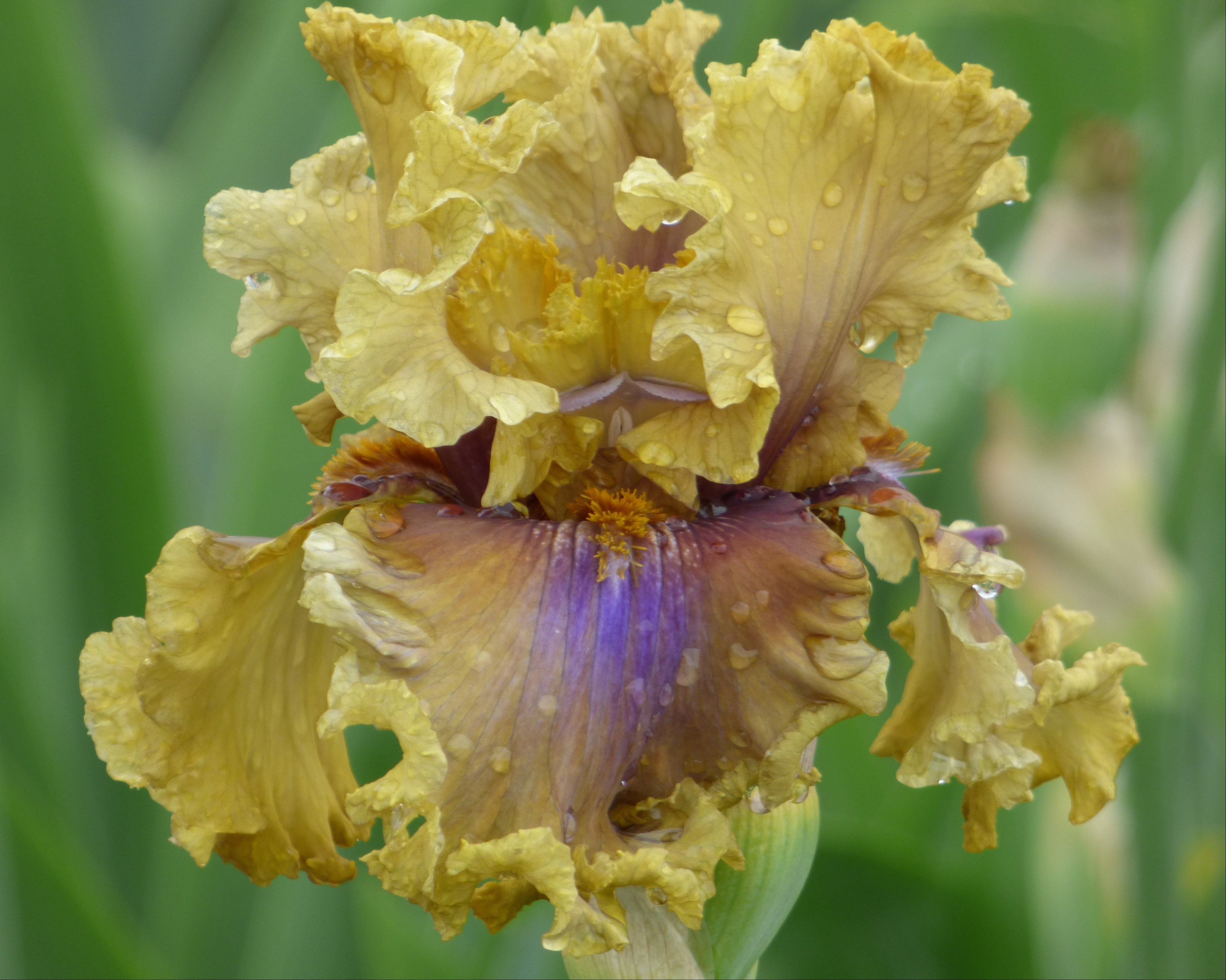 Color Theory | Tall Bearded Iris – Schreiner's Gardens