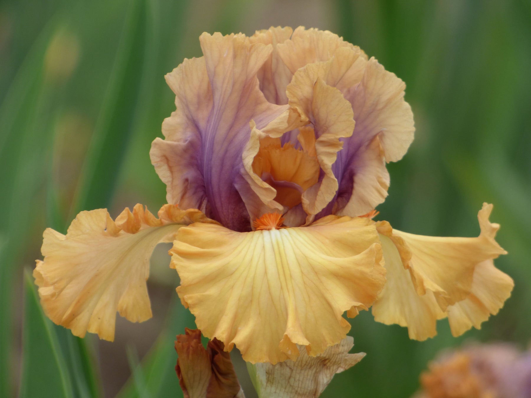 Color Capers | Tall Bearded Iris – Schreiner's Gardens
