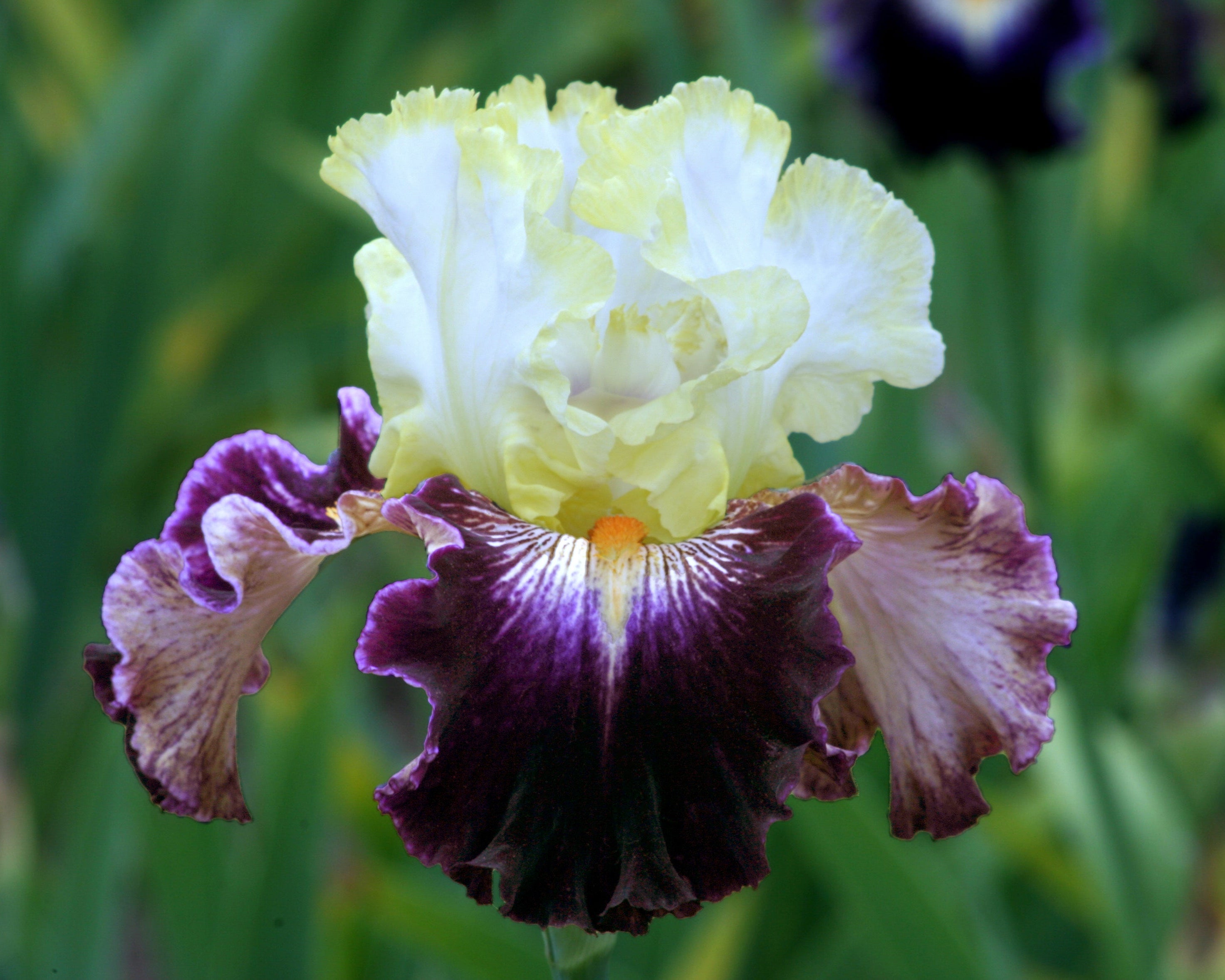 Comedy | Tall Bearded Iris – Schreiner's Gardens