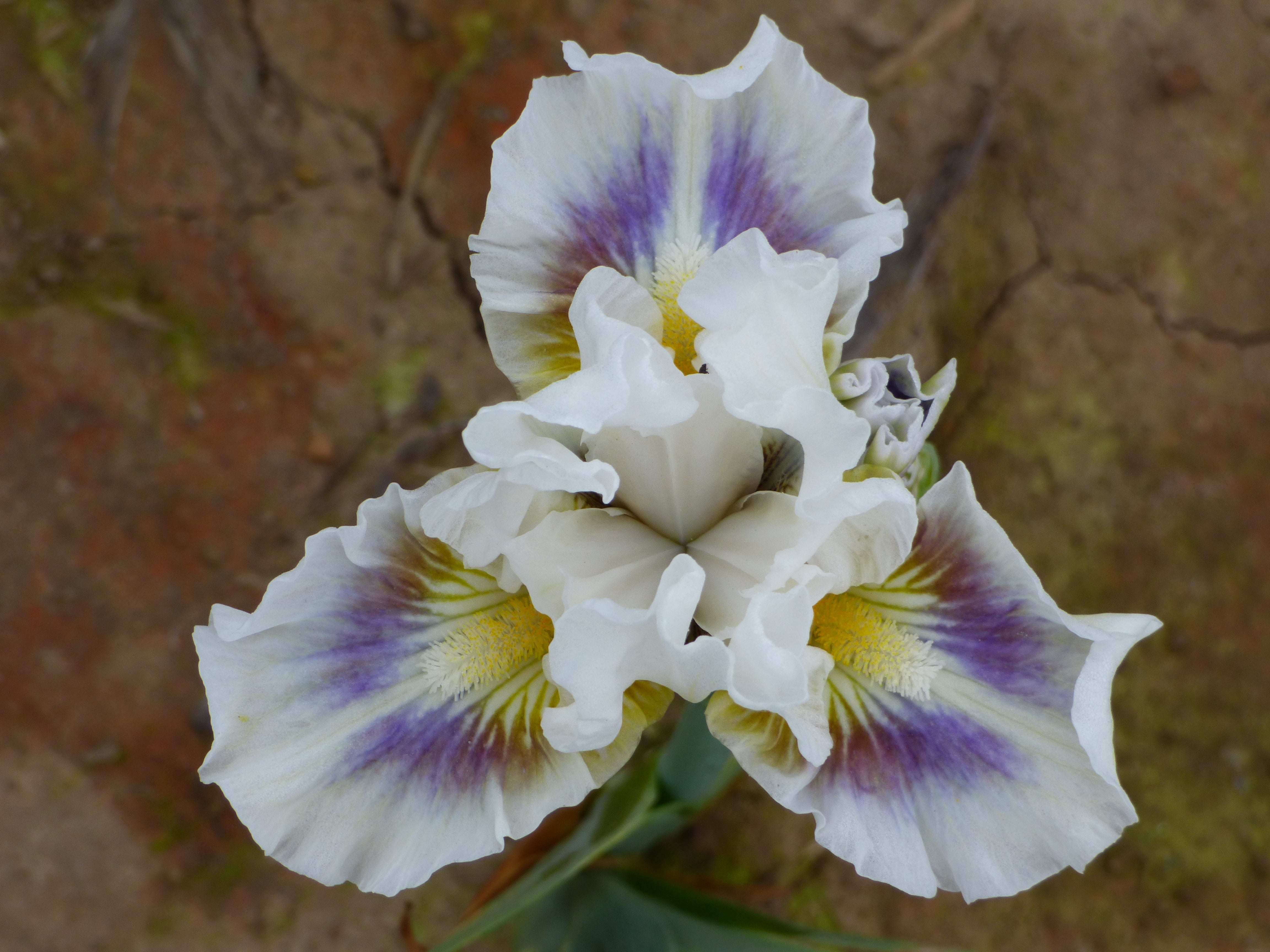 Cool Call | Intermediate Bearded Iris – Schreiner's Gardens