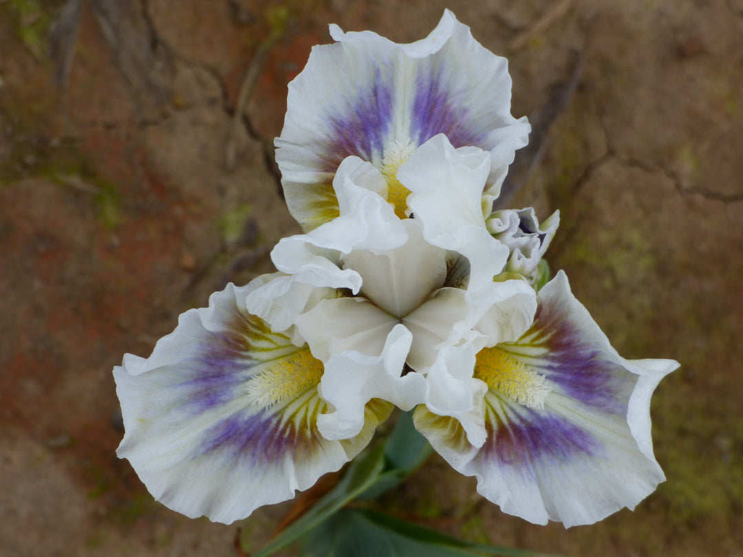 CoolCall_1080x.jpg?v=1762282374