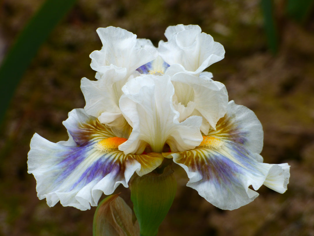 Cool Call | Intermediate Bearded Iris – Schreiner's Gardens