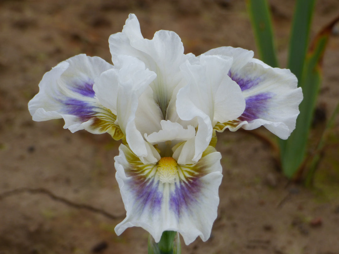 Cool Call | Intermediate Bearded Iris – Schreiner's Gardens